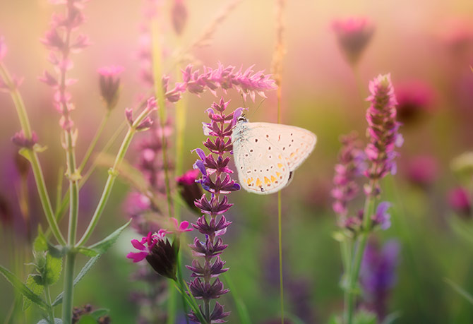What is the best option for taking a macro photograph