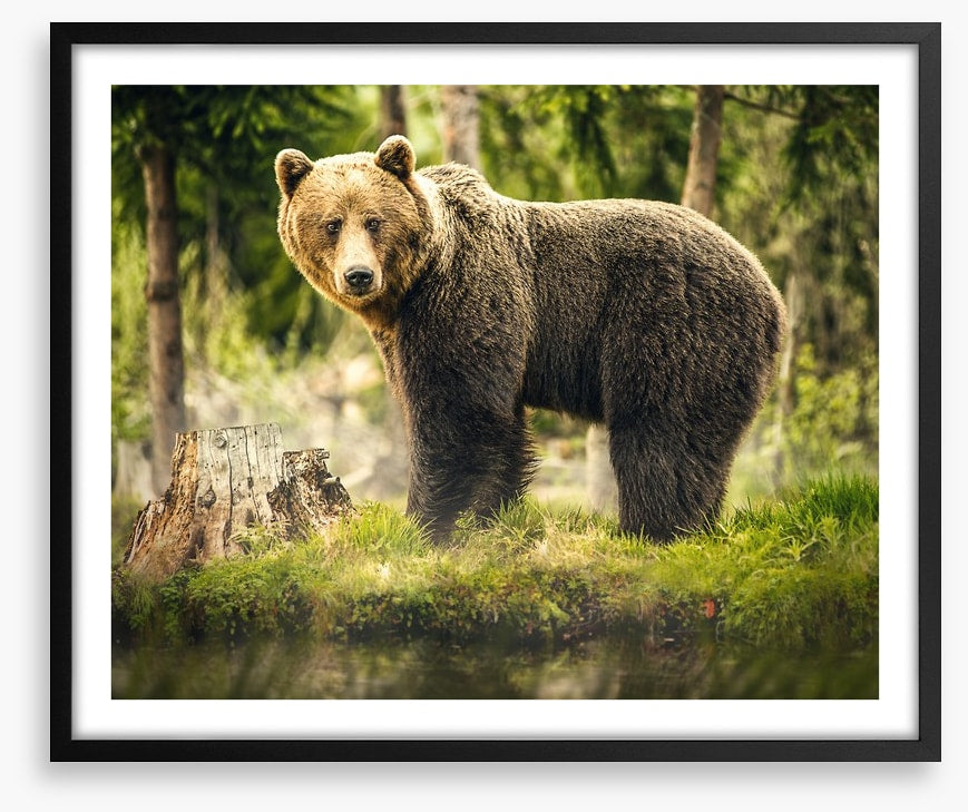 Brown bear surprise