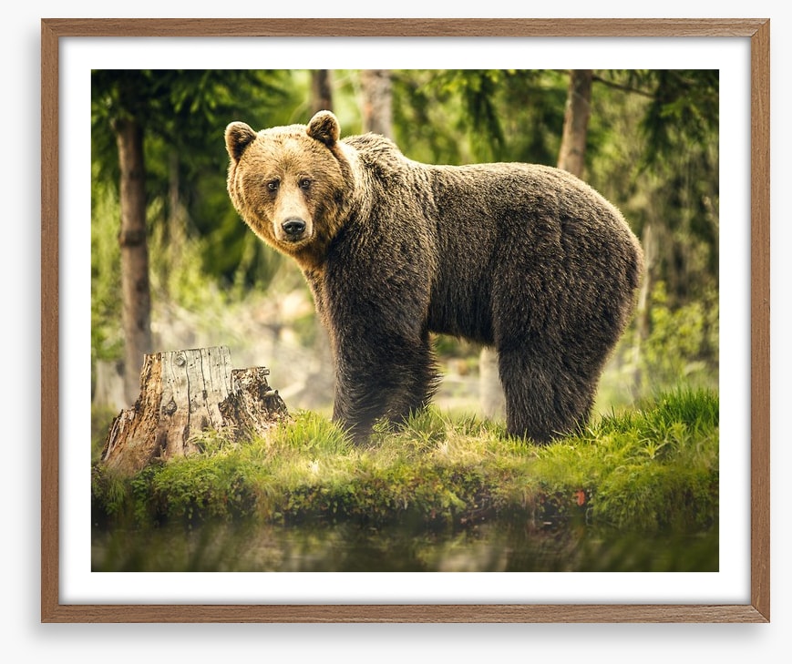 Brown bear surprise