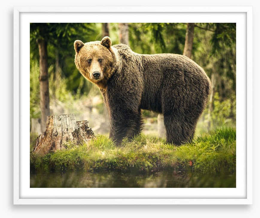 Brown bear surprise