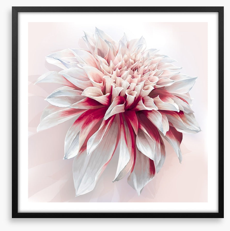 Dahlia delight