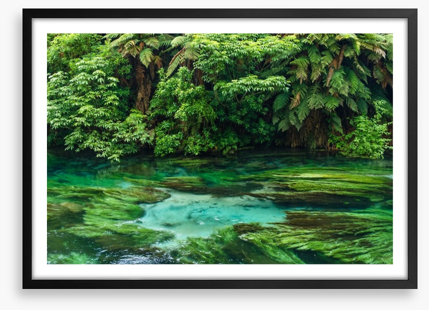 Blue Spring greens