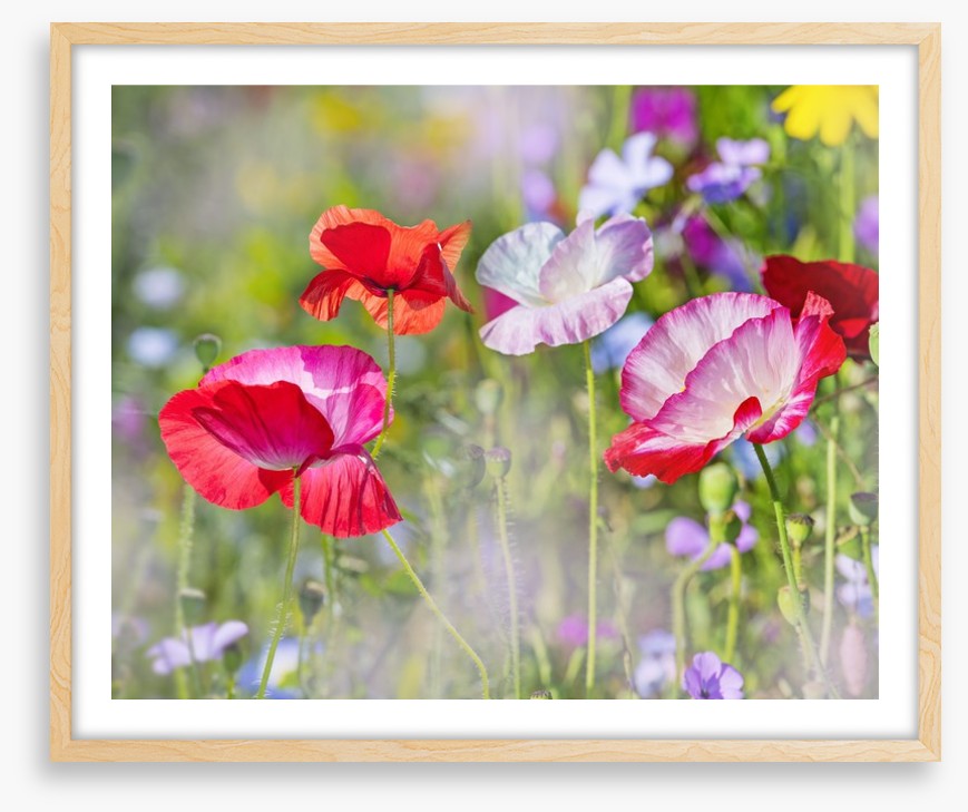 Beautiful Spring