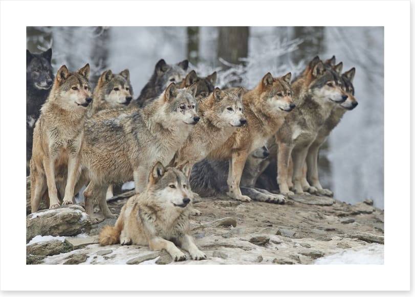 The wolf pack