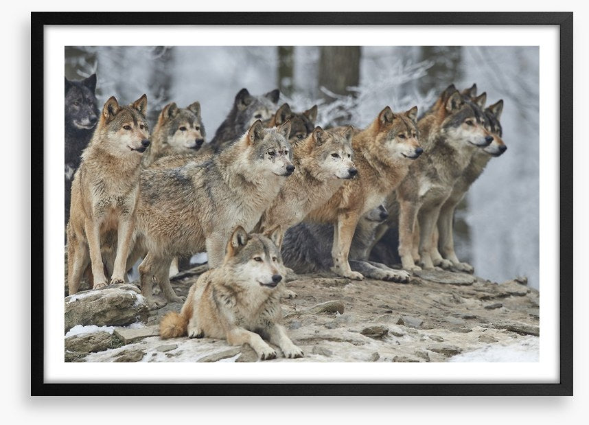 The wolf pack