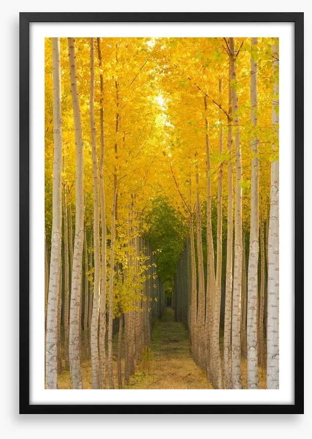 Path in the trees