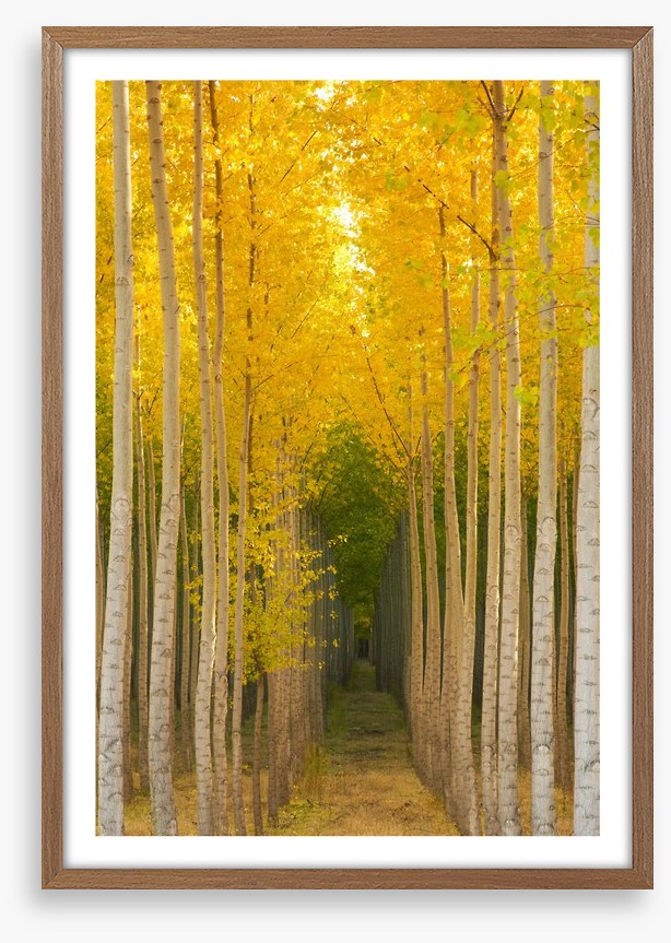 Path in the trees