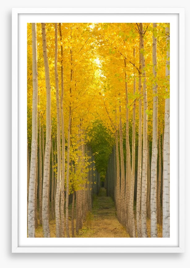 Path in the trees