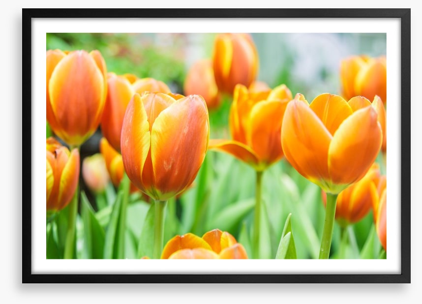 Golden tulips