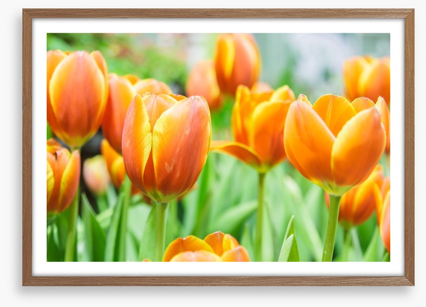 Golden tulips
