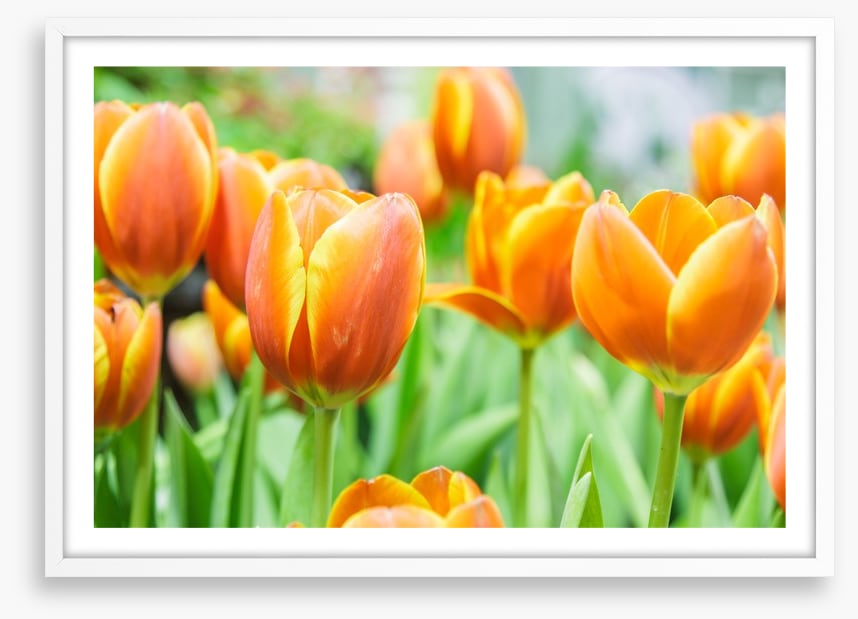 Golden tulips