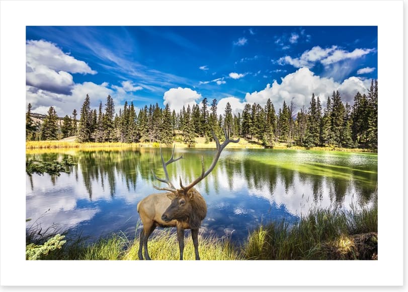 Red deer by the lake