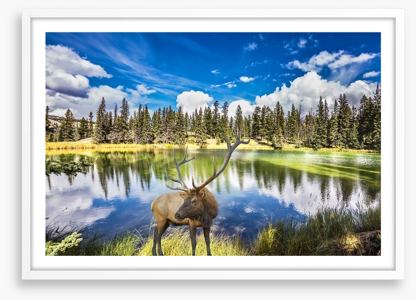 Red deer by the lake