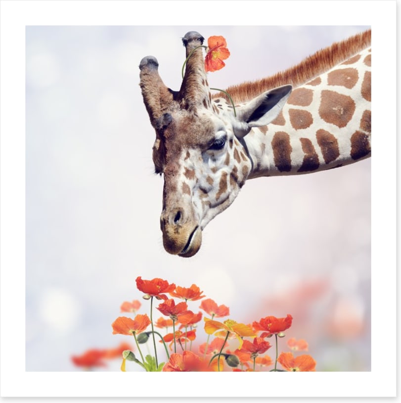 Tall poppy treat