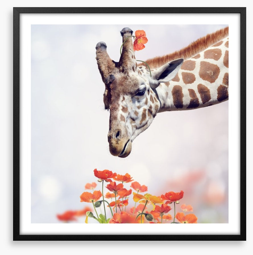 Tall poppy treat