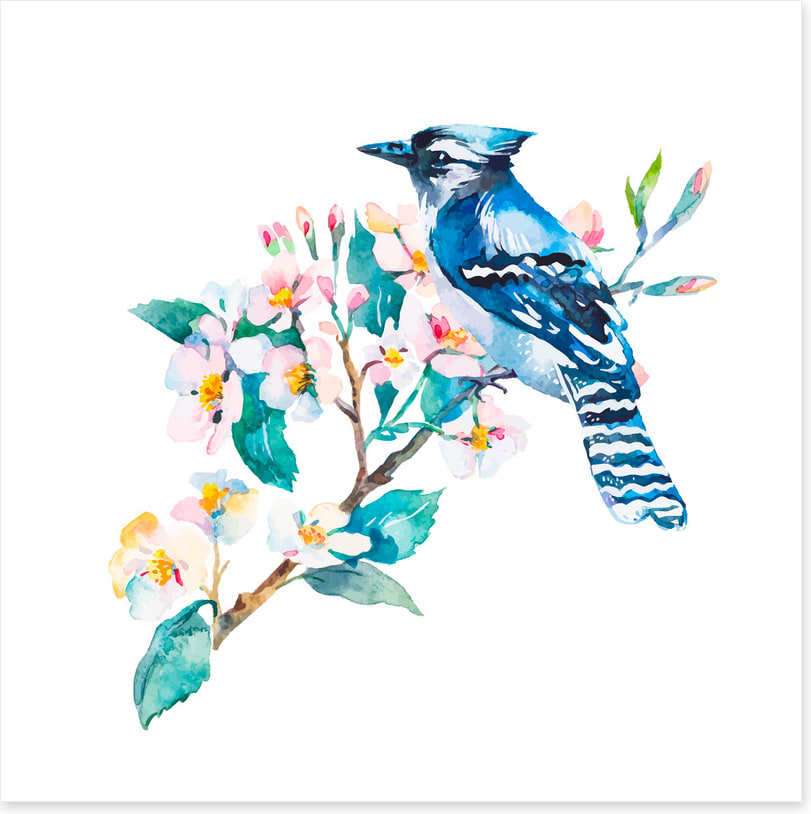 Blue jay blossom