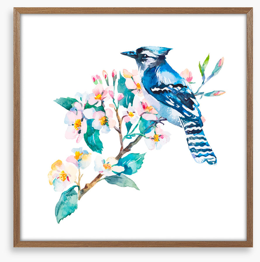 Blue jay blossom