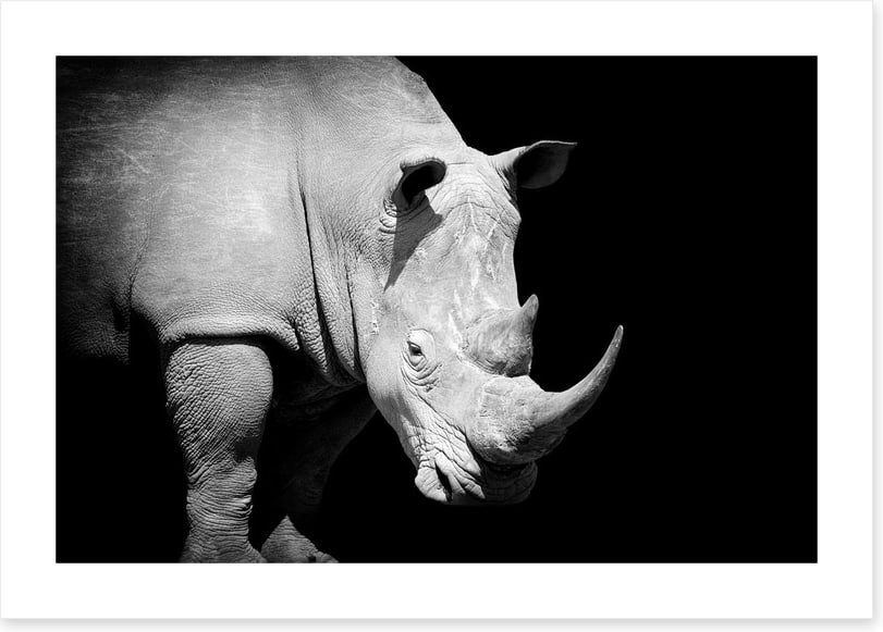 Rhino approaching