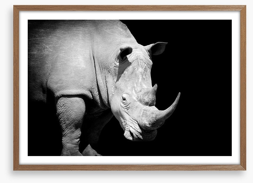 Rhino approaching