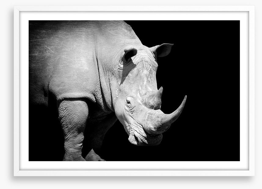 Rhino approaching