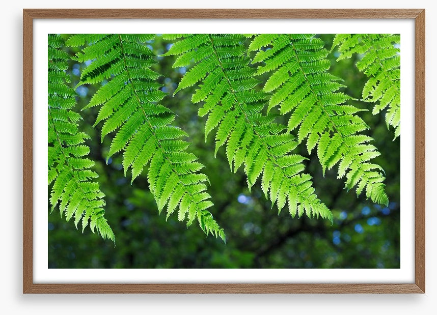 Leaves