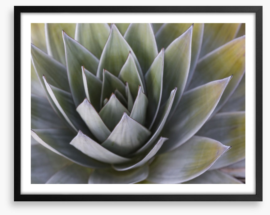 All aloe