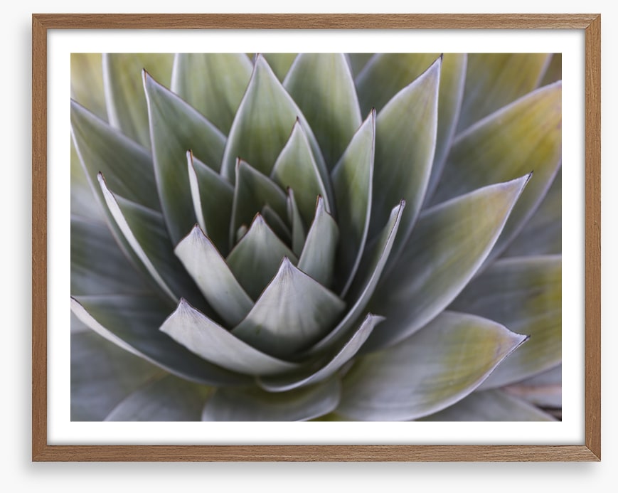 All aloe