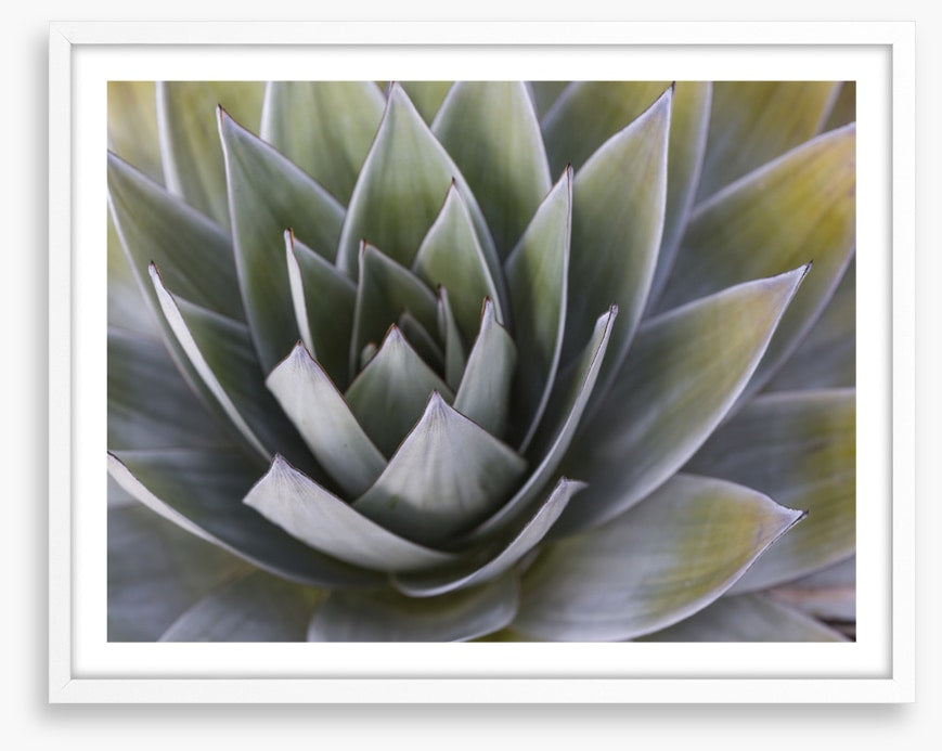 All aloe