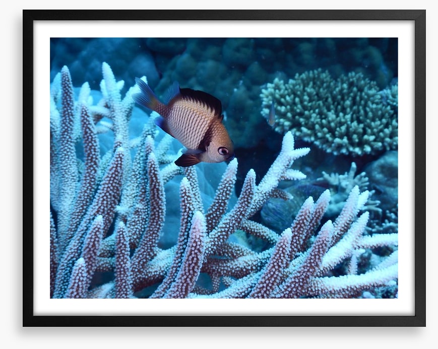 Fish / Aquatic