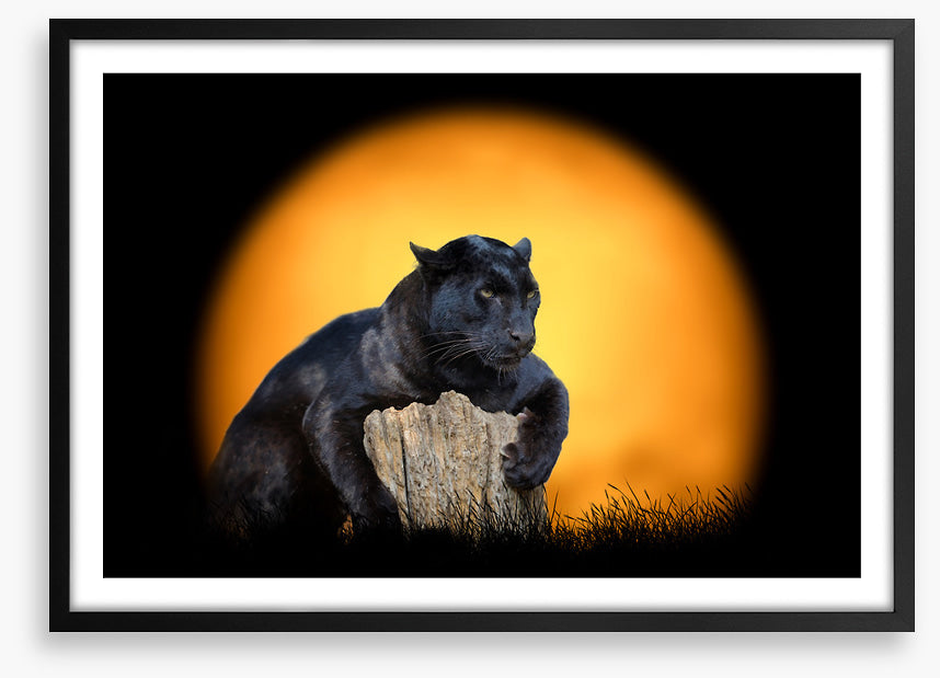 Black panther sundown