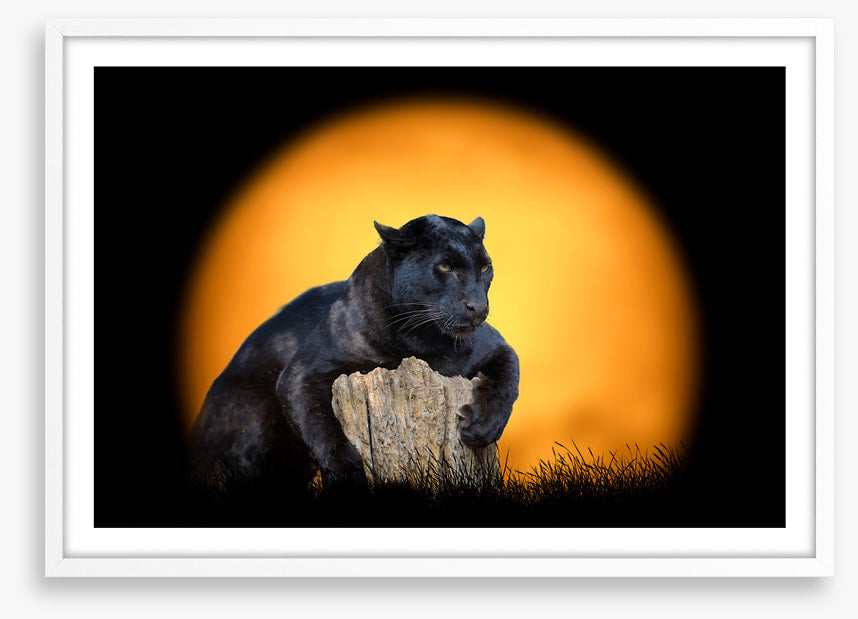 Black panther sundown