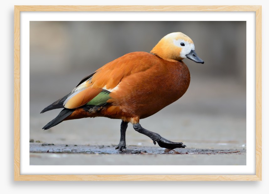 Birds