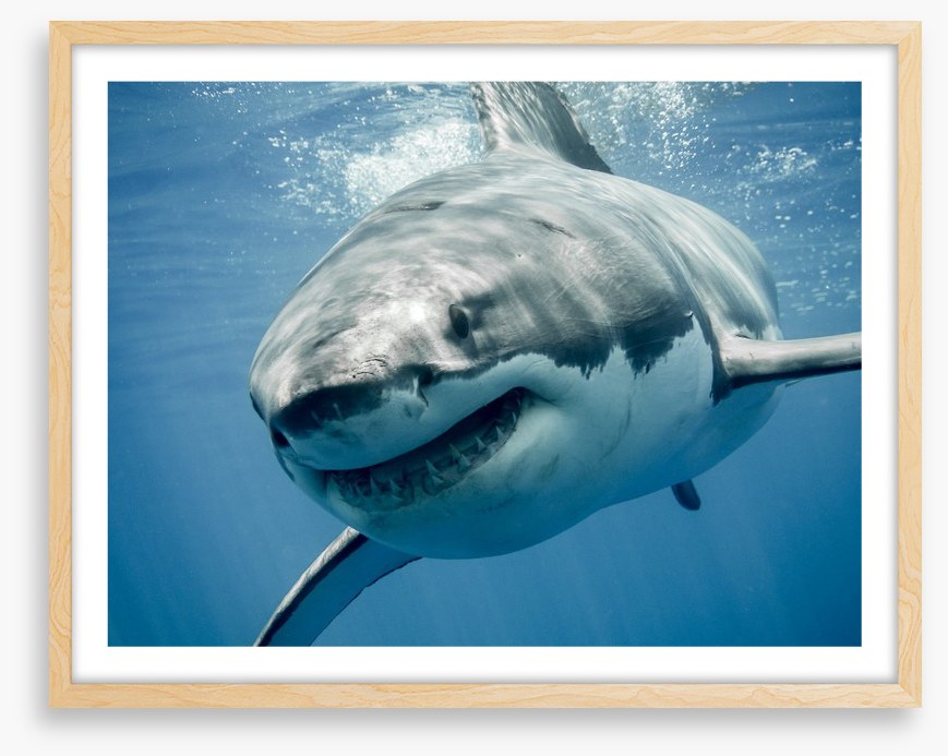Great white smile
