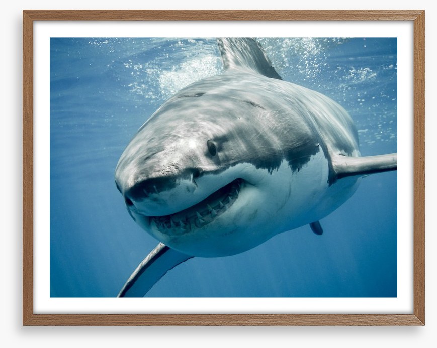 Great white smile