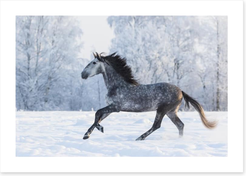 Galloping through the snow