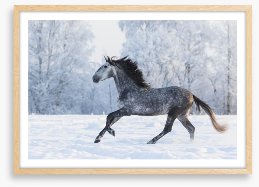 Galloping through the snow
