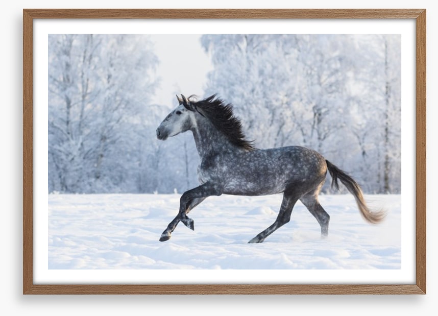 Galloping through the snow