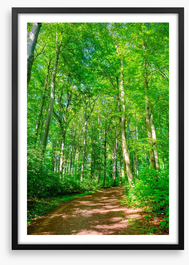 Forests