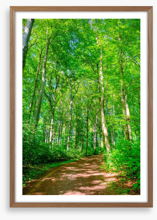Forests
