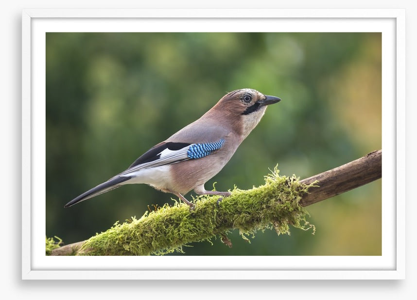 Birds