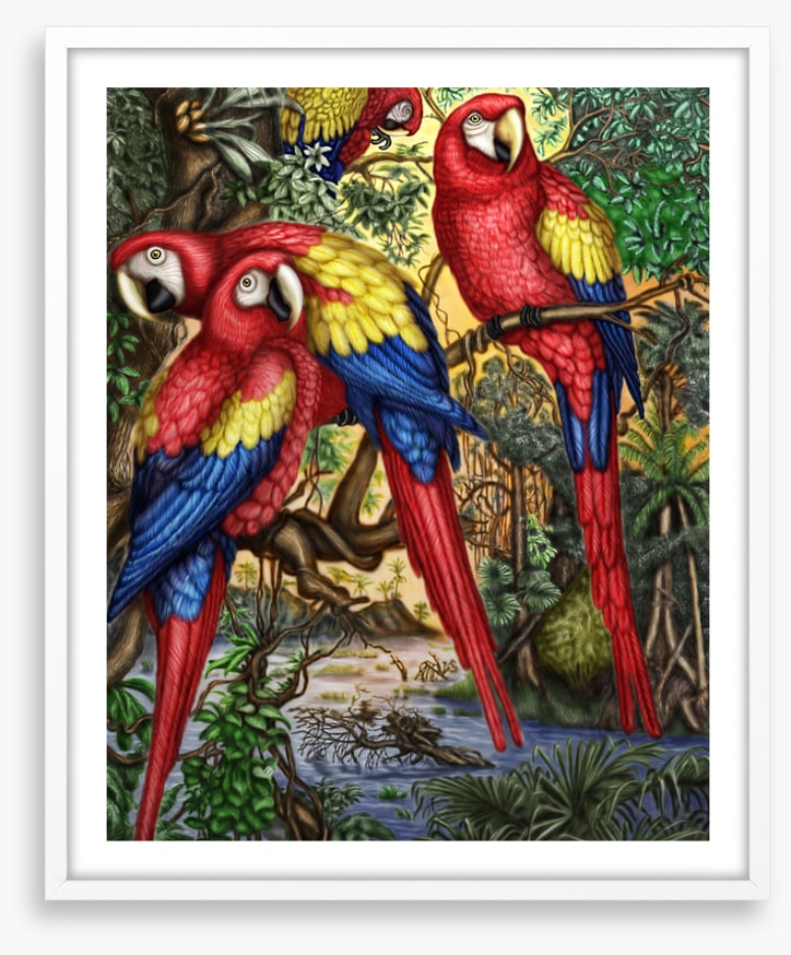 Birds