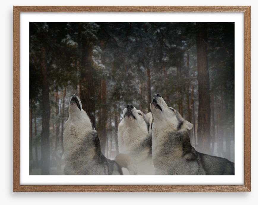 Howling at the moon
