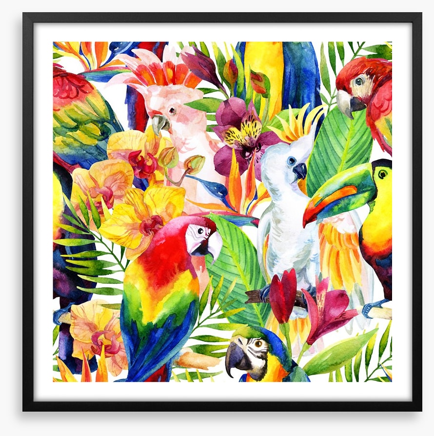 Colourful parrots