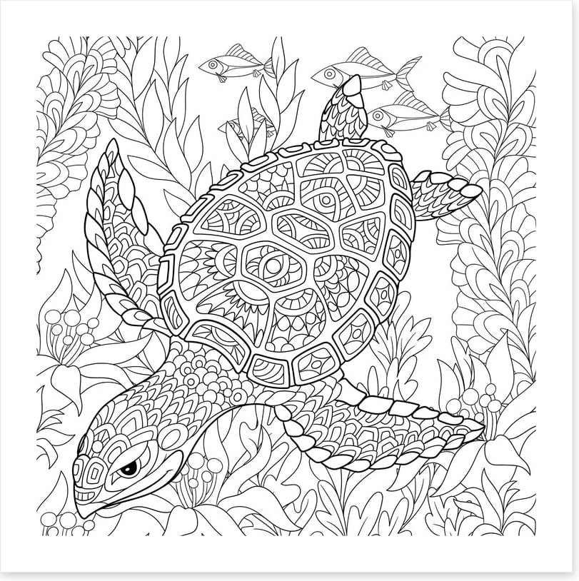 Colour me turtle