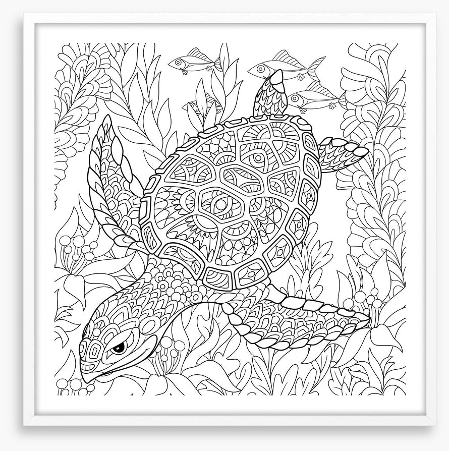 Colour me turtle