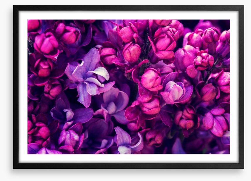 Lilac in love