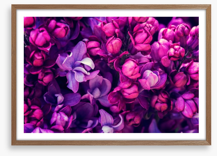 Lilac in love