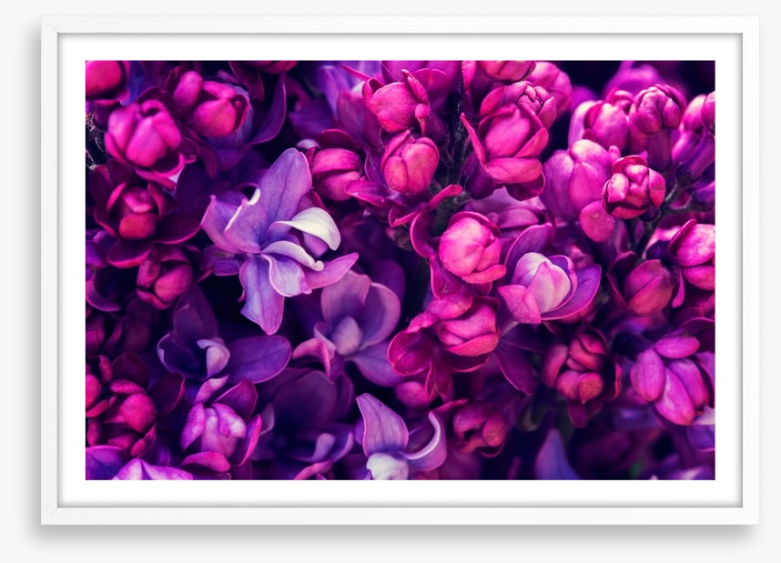 Lilac in love