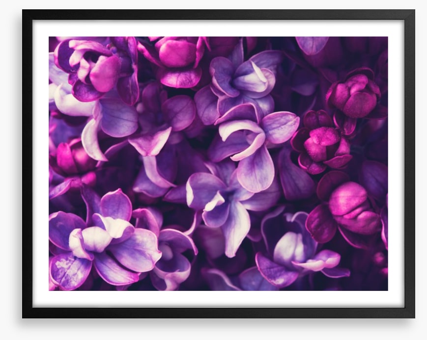 For the love of Lilac