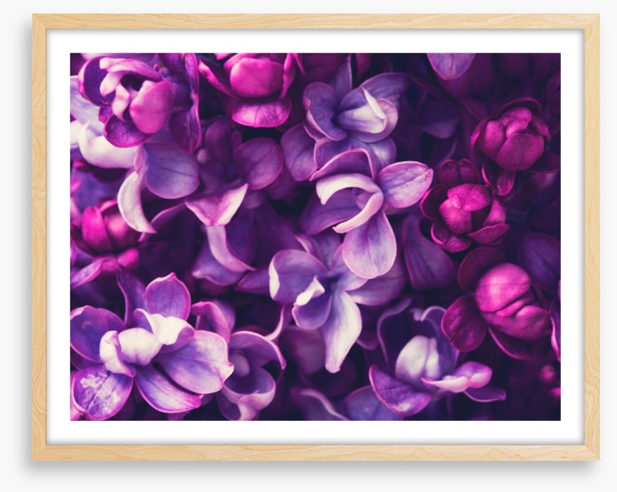 For the love of Lilac